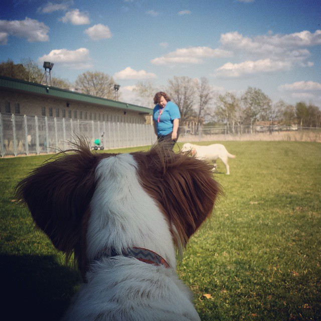 pippie_watching_fieldtest_pgdmn.jpg
