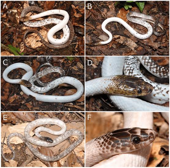 Colours of the snake.