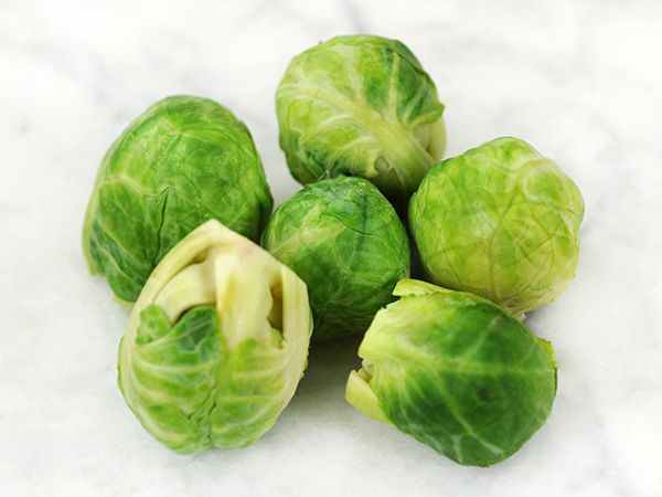 Can Dogs Eat Brussel Sprouts? Everything You Need to Know