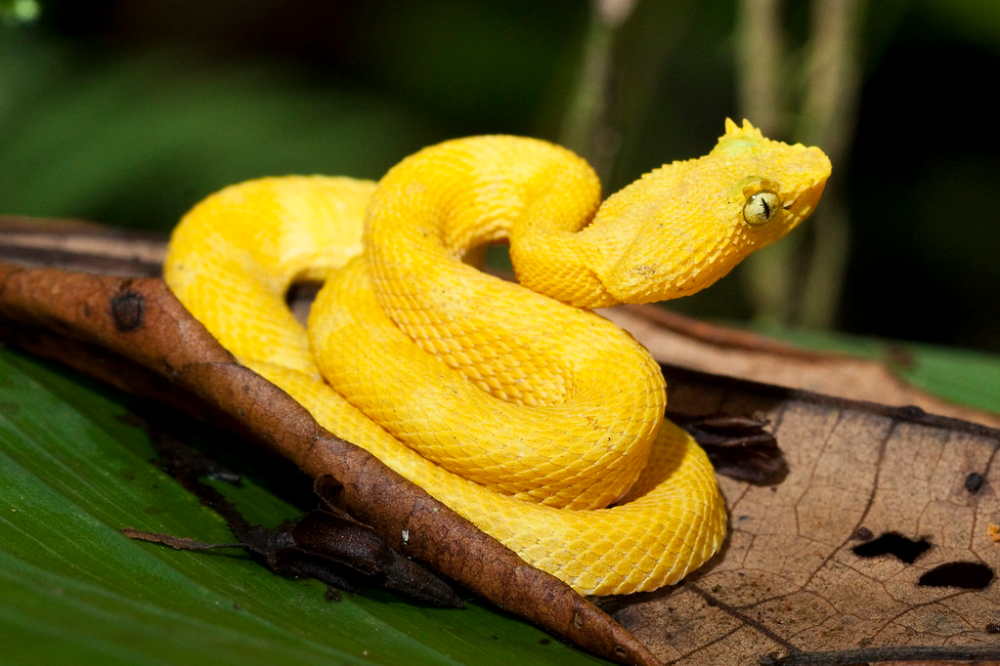 Eyelash Viper Snake