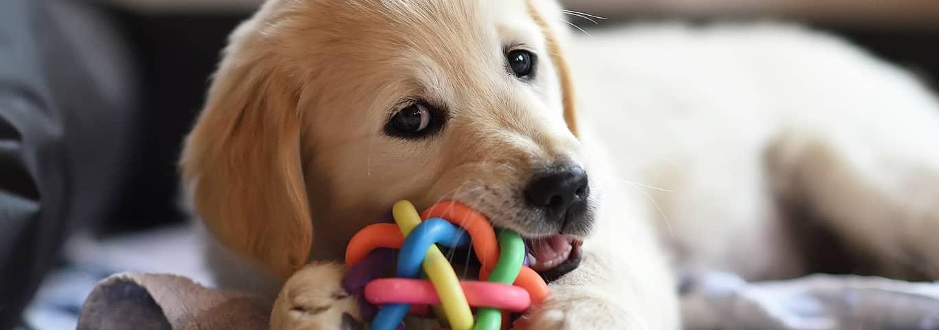 Why Do Dogs Like to Chew on Things?