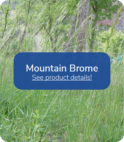 mountain brome