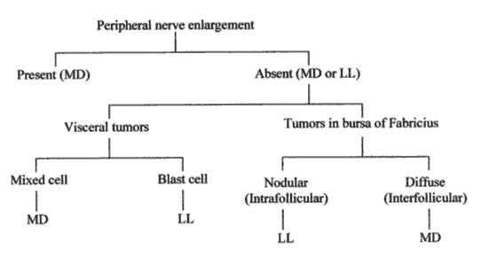 Differential features of Marek’s Disease (MD) and Lymphoid Leukosis (LL).