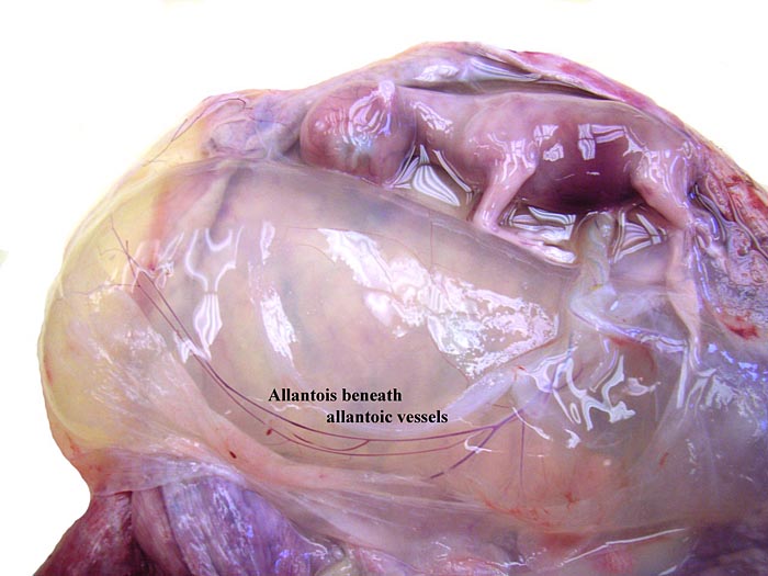 Same gestation with amnion opened and allantoic sac with its vessels exposed.
