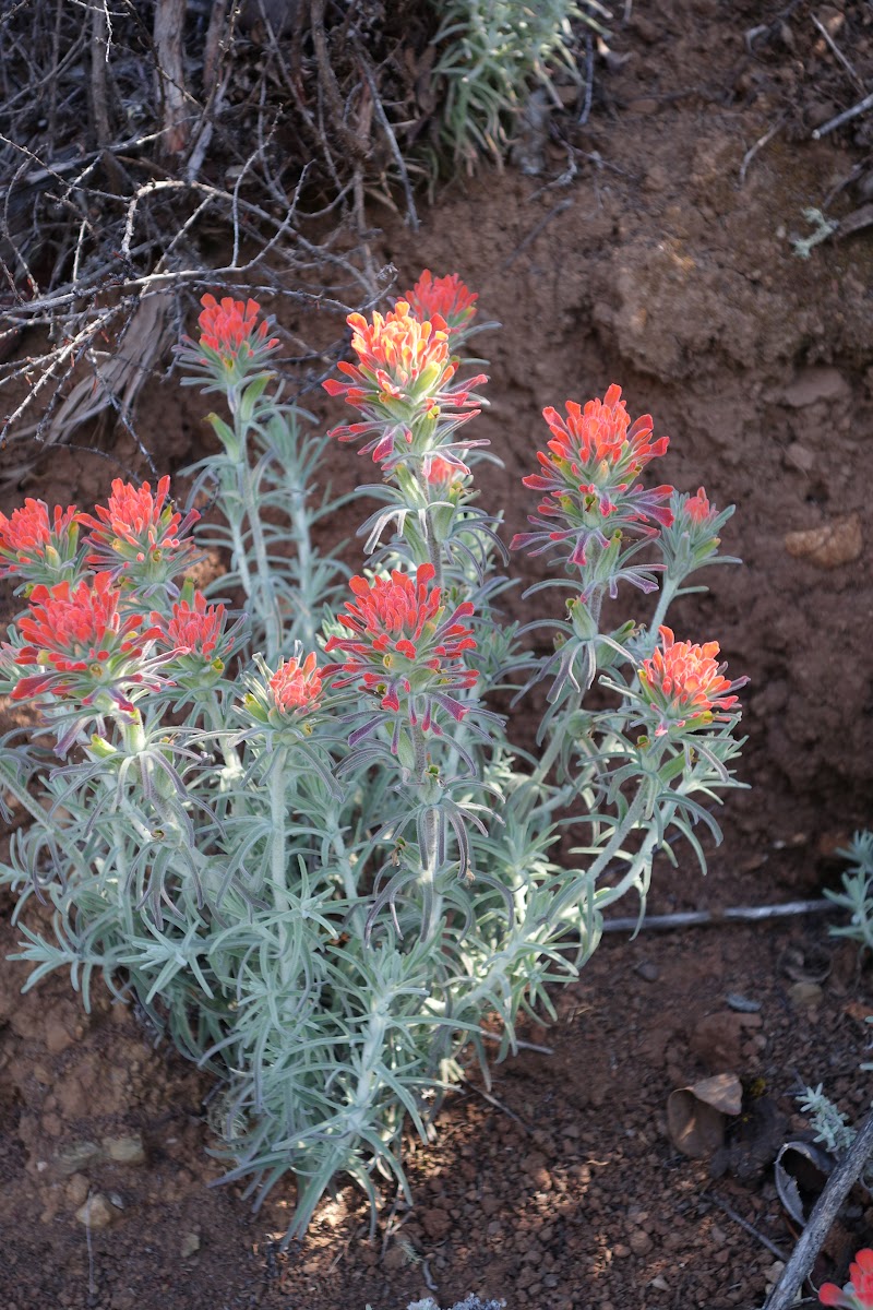 Indian Paintbrush