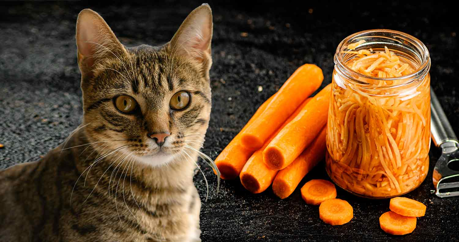 Introducing Carrots to Your Cat's Diet