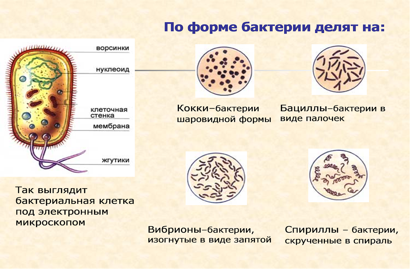 Огэ биология бактерии. Формы бактерий. Форма жизни бактерий. Бактерии 5 класс. Формы бактериальных клеток.