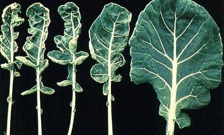 Molybdenum deficiency symptoms in a cauliflower leaf.