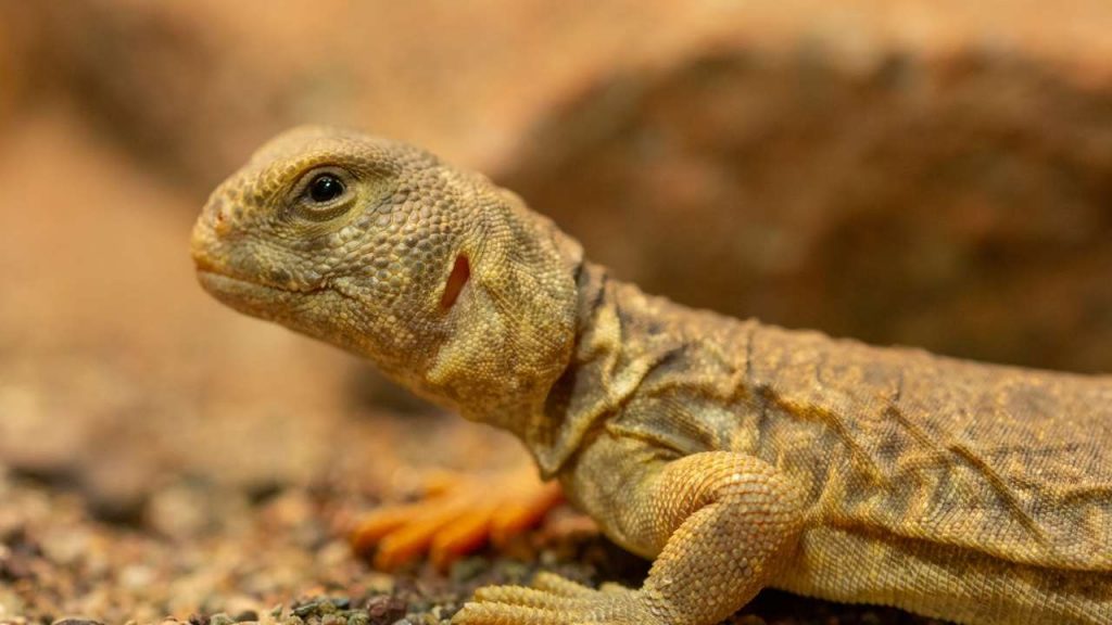 UROMASTYX relaxing on substrate