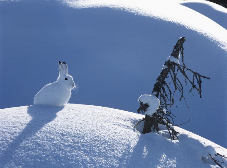snowshoe hare in the snow