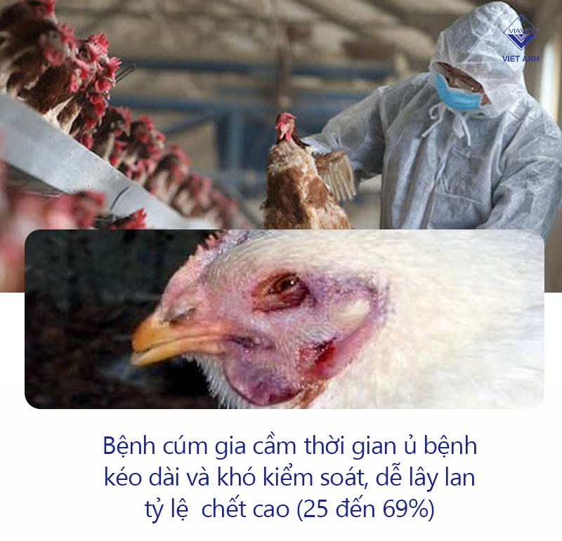 điều trị bệnh cúm gia cầm ở gà