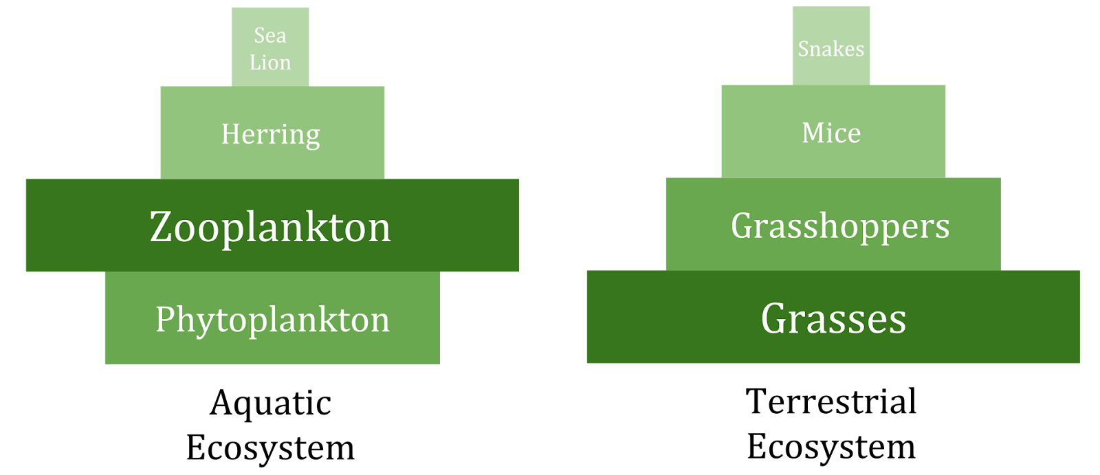 Two stacks of green rectangles represent aquatic and terrestrial ecosystems. The aquatic ecosystem shows a medium large amount of phytoplankton, a large amount of zooplankton, a medium small amount of herring, and a very small amount of sea lions from bottom to top of the stack. The terrestrial ecosystem shows a pyramid of incrementally shorter rectangles with grasses, grasshoppers, mice, and snakes from bottom to top.