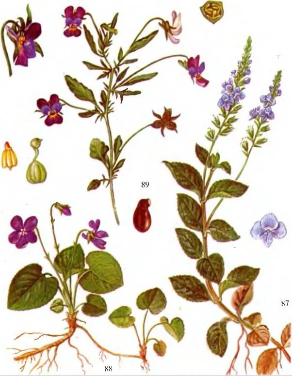 D:\0 wd yedek\acr yedek\1 film indirme\sovremennaya_fitoterapiya_dosyalar\image172.jpg