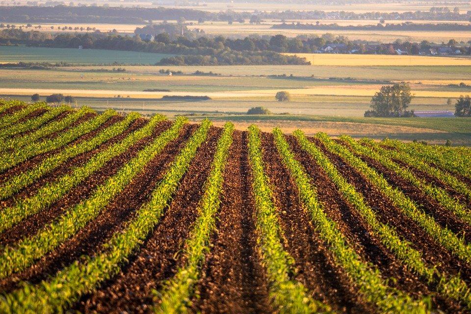 Campo, Milharal, Campos, Milho, Agricultura, Crescer