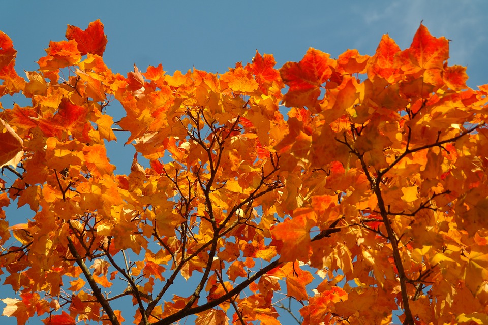 Fall Foliage, Leaves, Autumn, ...