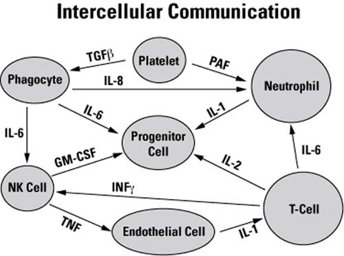 Intercellular Communication. Some of the cells and mediators involved in the inflammatory response.