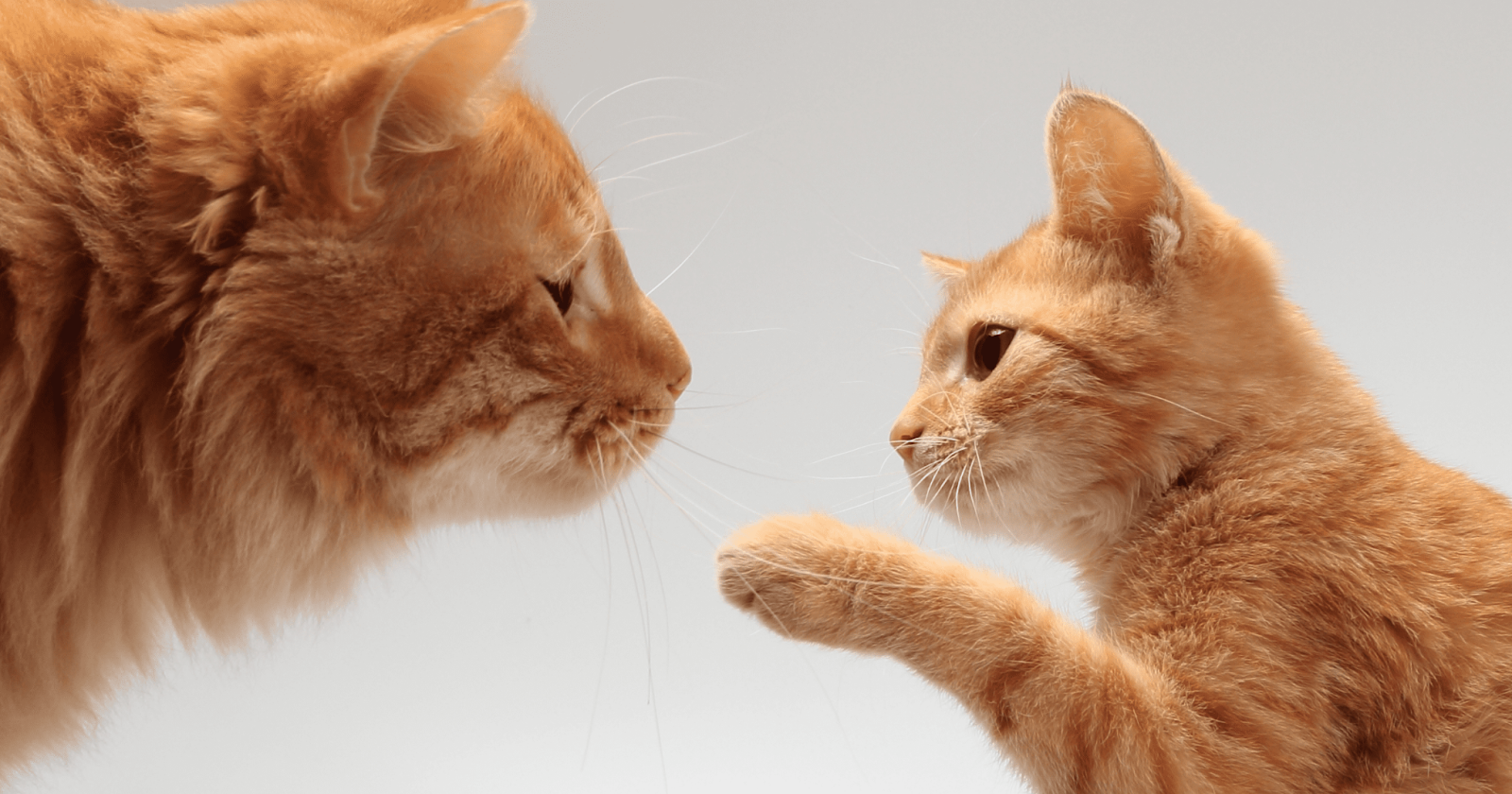 ginger cat and kitten playing