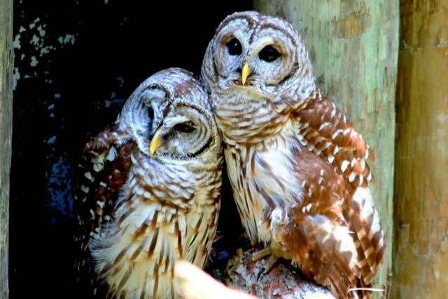 Two owls standing next to each other Description automatically generated with medium confidence