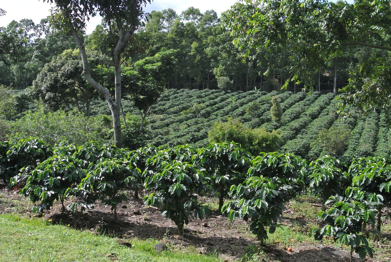 Plantação de café na Costa Rica