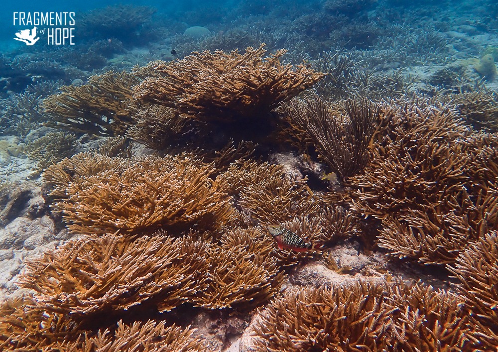 Few consider the silent plight beneath the ocean's surface as the Mesoamerican Barrier Reef thrives beneath Belize's sapphire waters. Stretching 625 miles from Mexico to Honduras, it protects against storms, nurtures marine life, and fuels Belize's tourism.