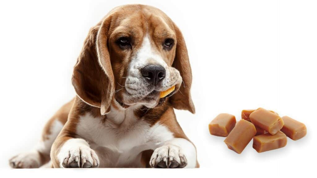 Can Dogs Eat Caramel? - Everything You Need To Know