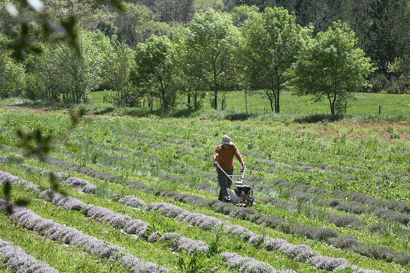 Organic thyme farming - Stock Image - C009/2999 - Science Photo Library