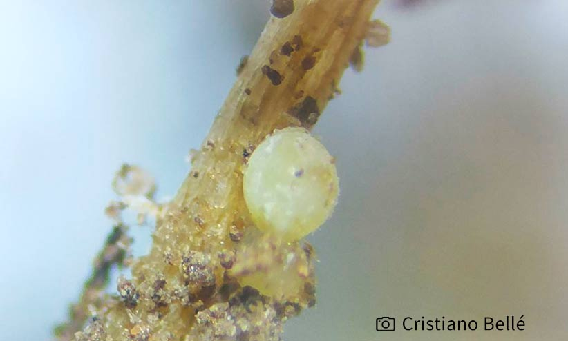 Cisto (parte do corpo da fêmea), do nematoide das galhas em raízes. Os cistos podem ser visualizados a olho nu e auxiliam na identificação do gênero Heterodera.
