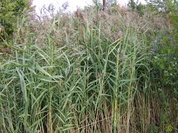 reeds