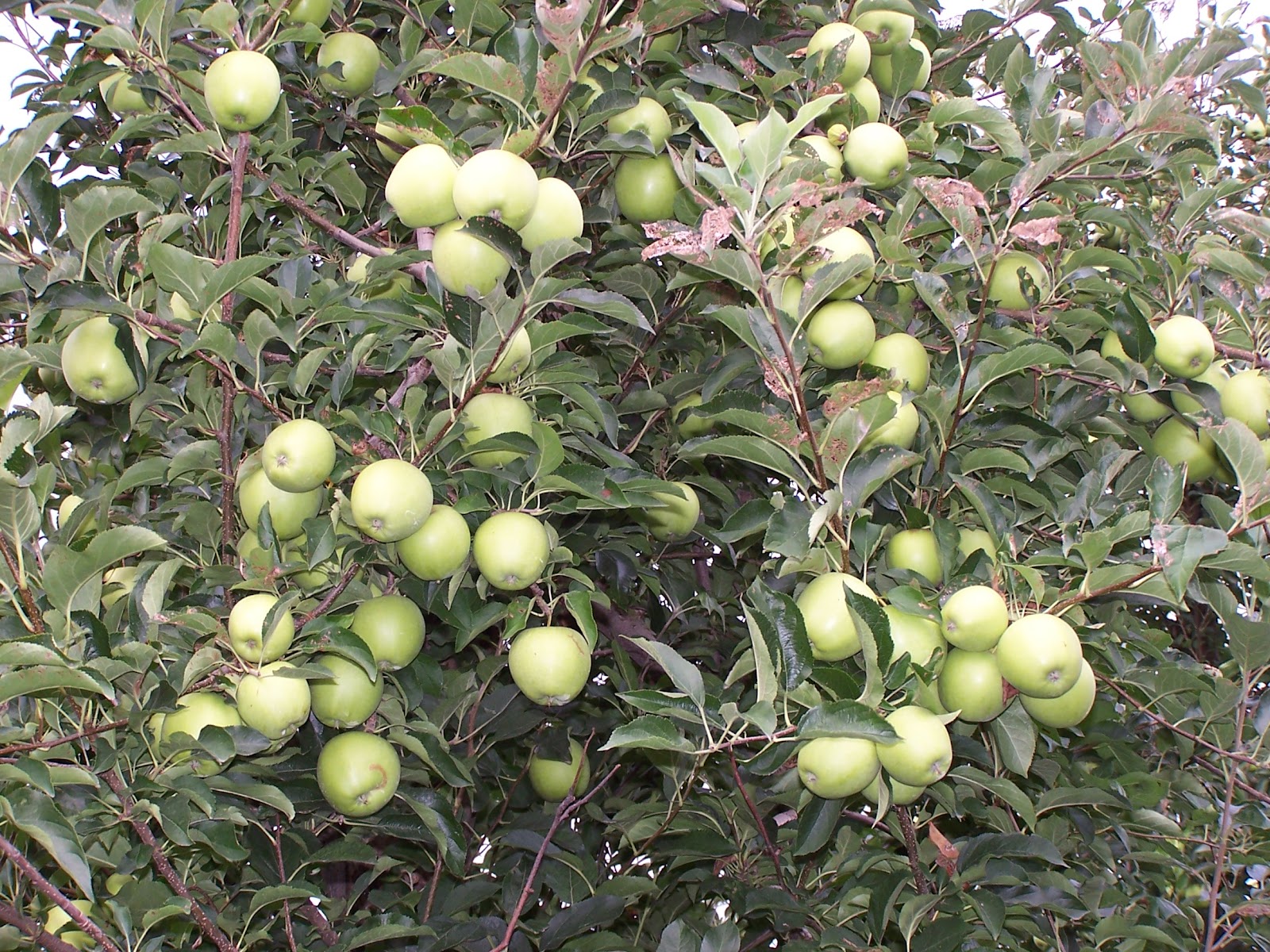 Pruning the Orchard: Part One of a Three Part Series