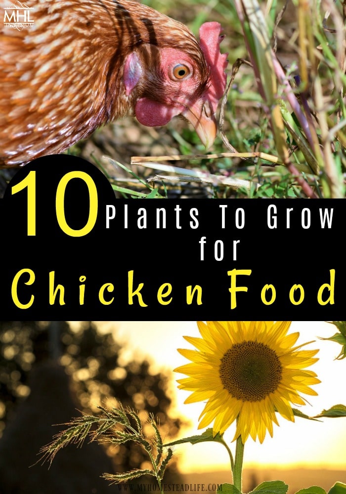 plants-for-chickens