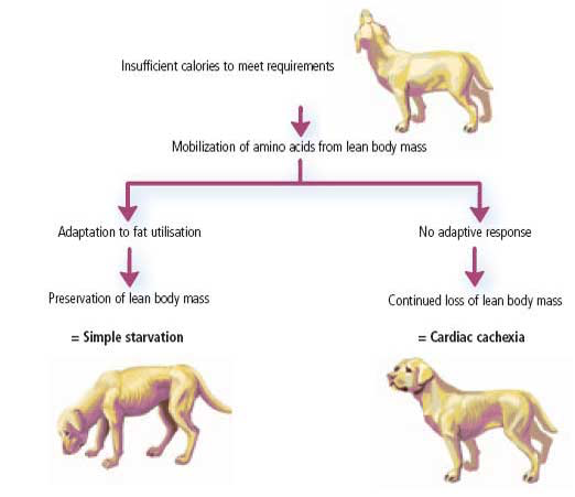 Effects of starvation: differences between a healthy dog and a dog with cardiac disease