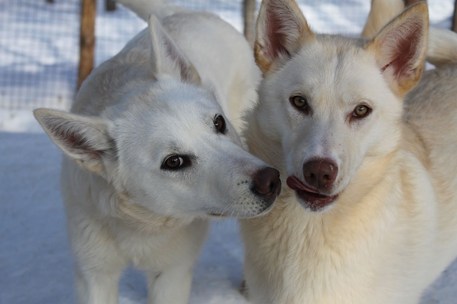 Huskyja Lieksa