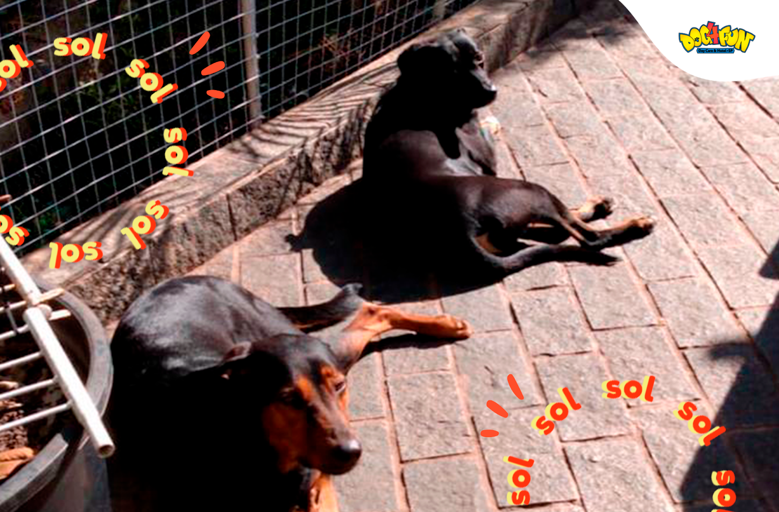 Foto: dupla de cachorro tomando sol na área externa de uma Creche para Cachorros em São Paulo