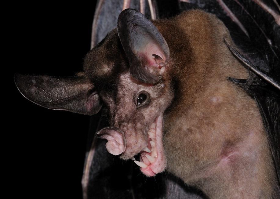 https://student.societyforscience.org/sites/student.societyforscience.org/files/main/articles/false-vampire-bat.jpg