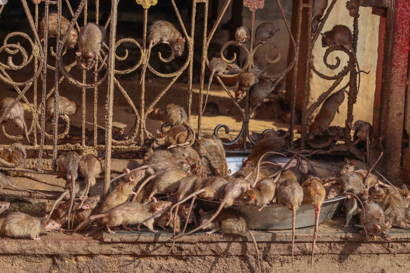 Image result for rat attack india