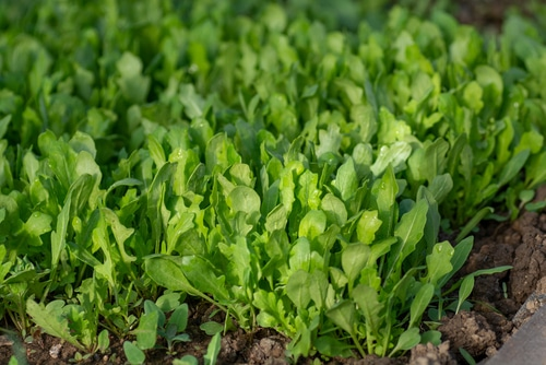 Arugula