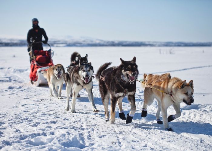 Tour du thuyền Bắc Mỹ & Alaska - Những chú chó Husky thông minh, hoang dã