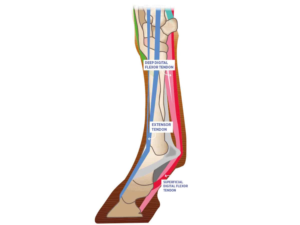horse limb key tendons
