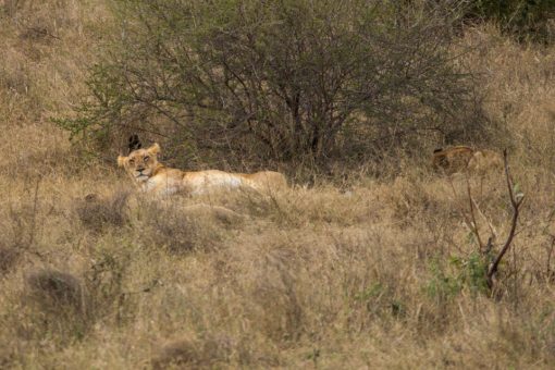 Animais da África do Sul - Leoa de barriga pra cima com cara de quem acabou de acordar..