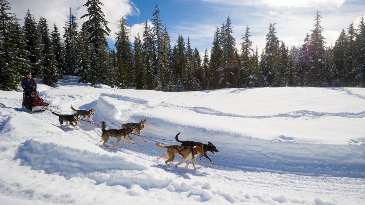 Dog Sled Ride in Whistler