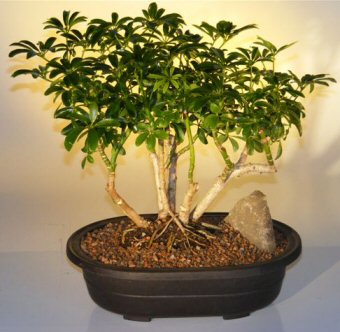 bonsai tree care 13
