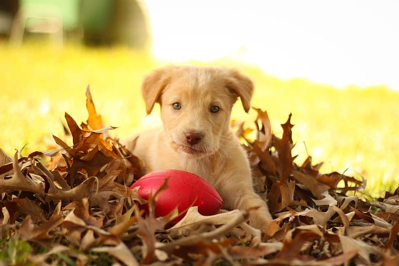 9 ridiculously cute Zoom backgrounds to put a smile on anyone’s face