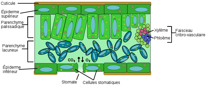 File:Schéma coupe feuille.svg