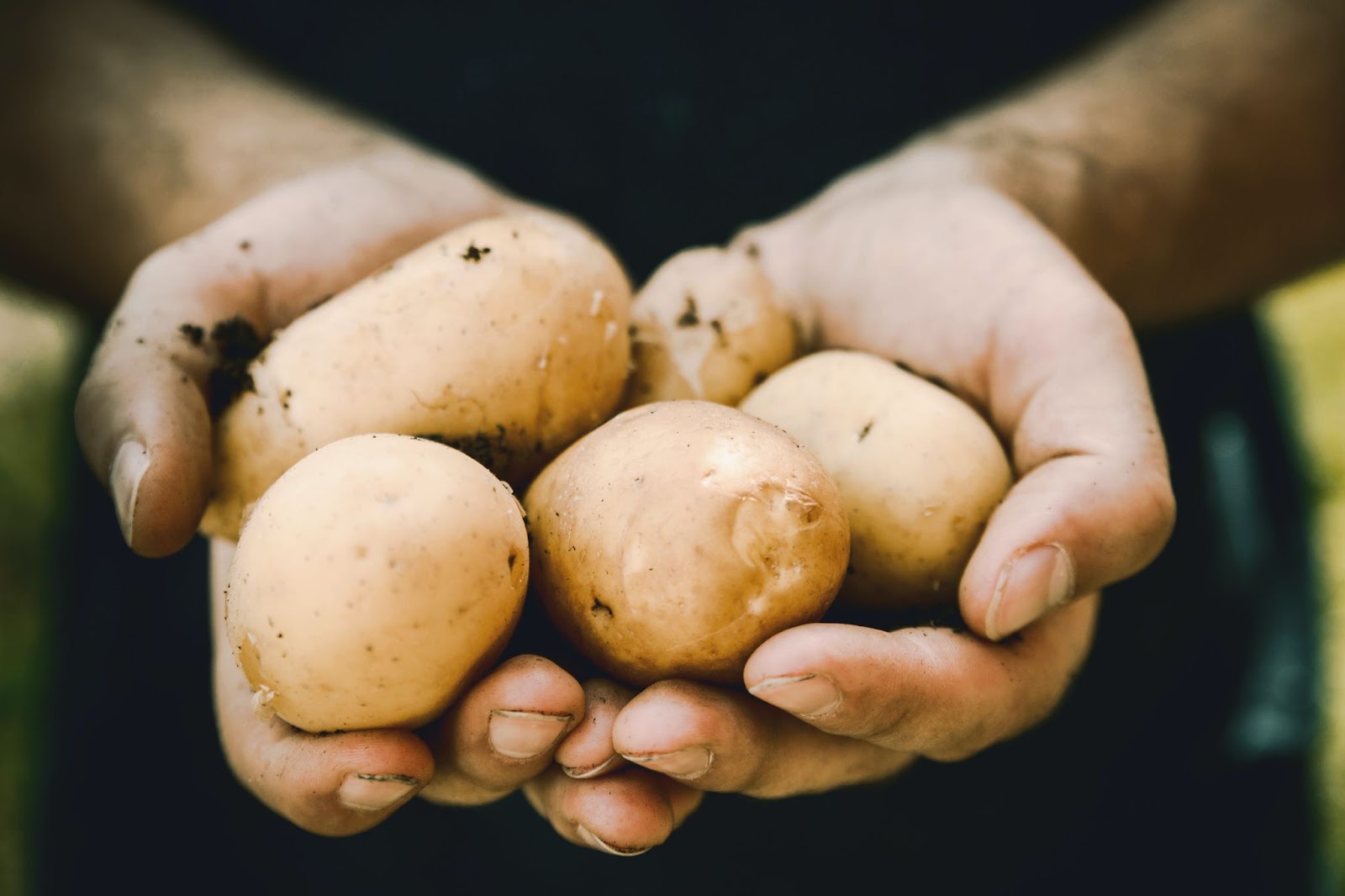 Farmer's hand holding freshly harvested potatoes. Fresh bio potatoes.