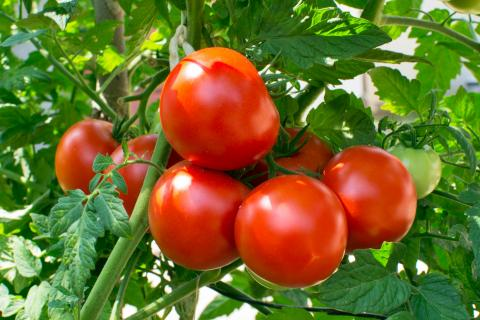 Protection of tomatoes from sunscald
