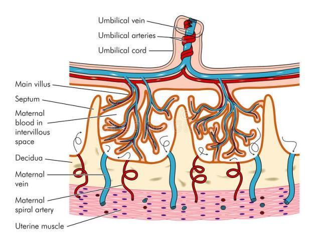 https://i2.wp.com/comadronaenlaola.com/wp-content/uploads/2018/11/anatomy-of-placenta-the-stock-vector-illustration-artery.jpg?resize=640%2C484