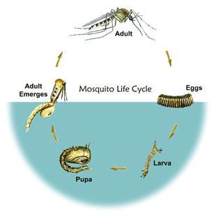 Image result for life cycle mosquito