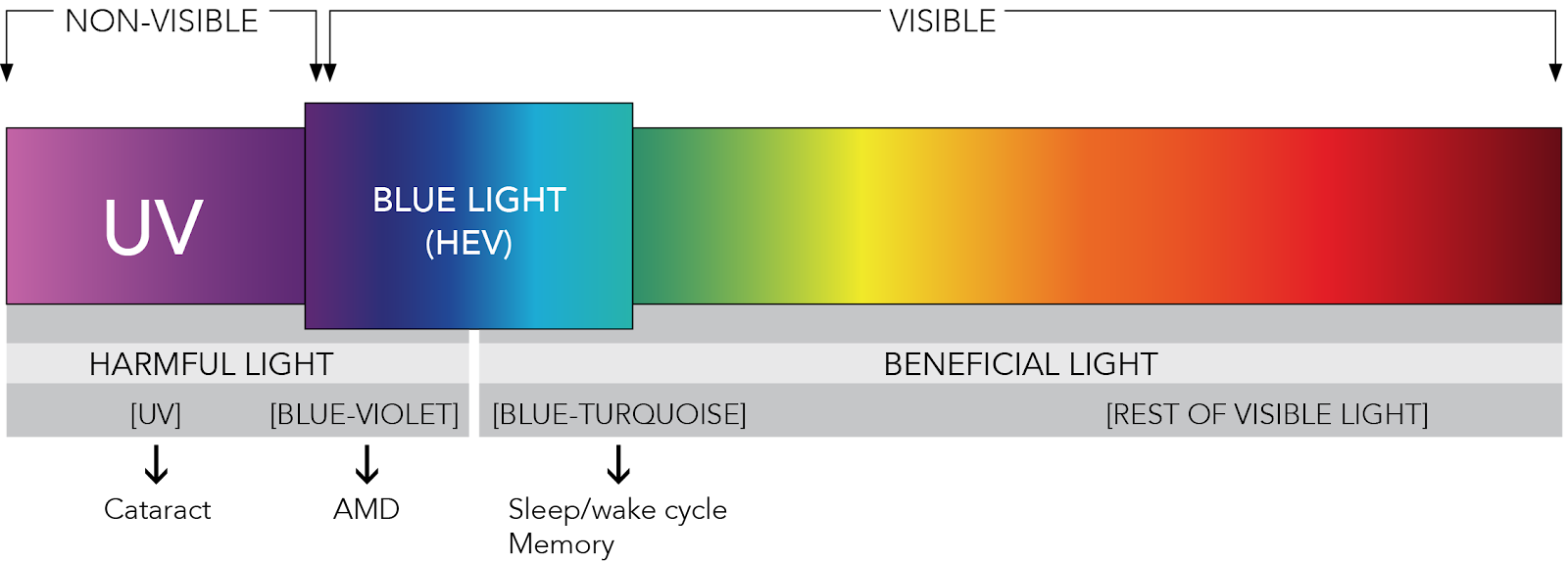 How Blue Light Accelerates Aging?