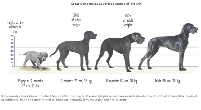 Great Dane Dog Breed: An Insanely Comprehensive Guide 2020 ...