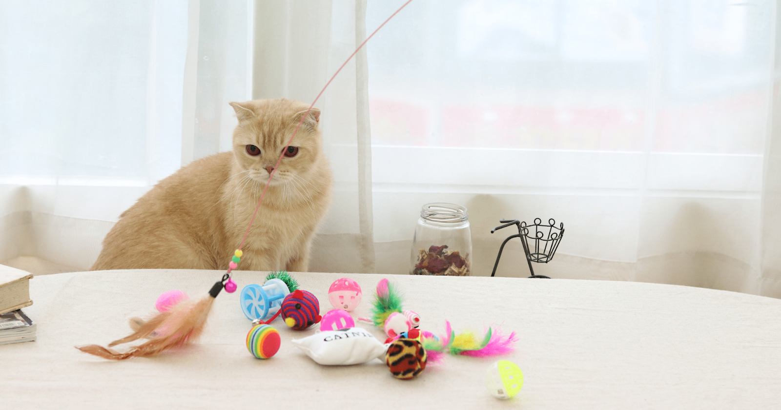 chat blanc joue avec une canne à pêche et d'autres jouets